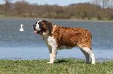 SAINT BERNARD 114